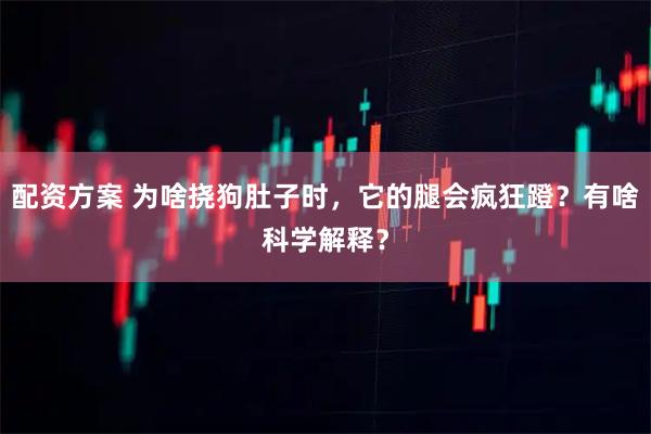 配资方案 为啥挠狗肚子时，它的腿会疯狂蹬？有啥科学解释？